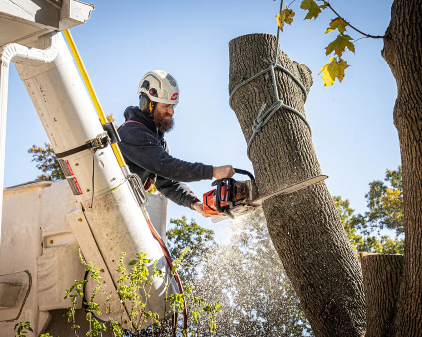 Worker in a helmet cutting a tree trunk with a chainsaw